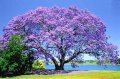 Jacaranda Mimosifolia - exotique 15m.jpg